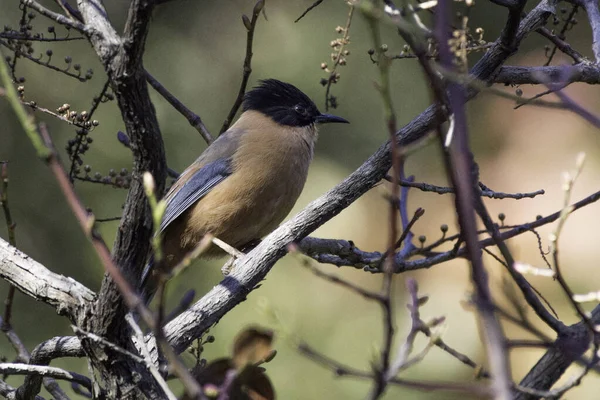 Een Vogel Een Boom — Stockfoto