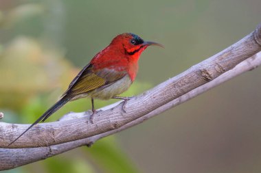 Doğadaki güzel kuşun manzarası