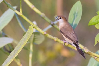 Bir kuşun yakın plan çekimi.