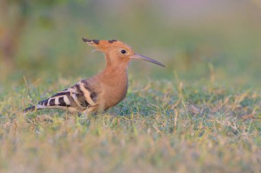 büyük kuş (alcedo at this )
