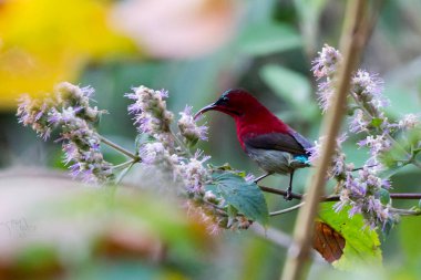 Ağacın dalında güzel mor leylak bir kuş