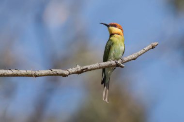 Doğadaki güzel kuşun manzarası
