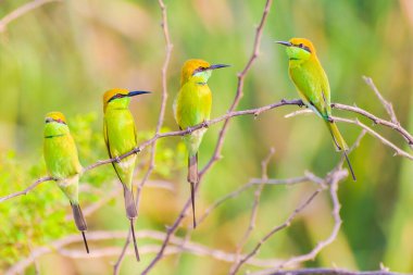 Daldaki güzel bir kuşun yakın plan fotoğrafı.