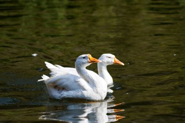 Doğa ve vahşi yaşam fotoğrafçılığı Hindistan 