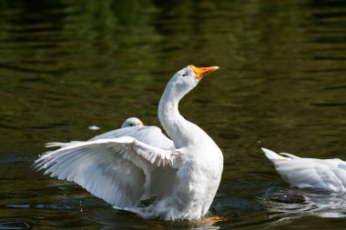 Doğa ve vahşi yaşam fotoğrafçılığı Hindistan 