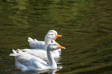 Doğa ve vahşi yaşam fotoğrafçılığı Hindistan 