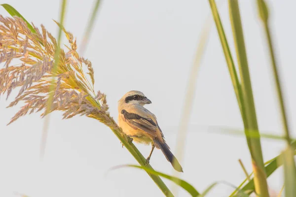 Vogel Een Tak Van Een Boom — Stockfoto