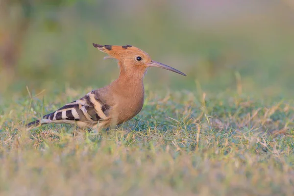 Grande Pássaro Alcedo Atthis — Fotografia de Stock