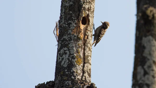 Closeup Shot Squirrel Sitting Tree Trunk — Stock Photo, Image