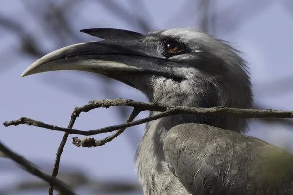 Närbild Fågel — Stockfoto