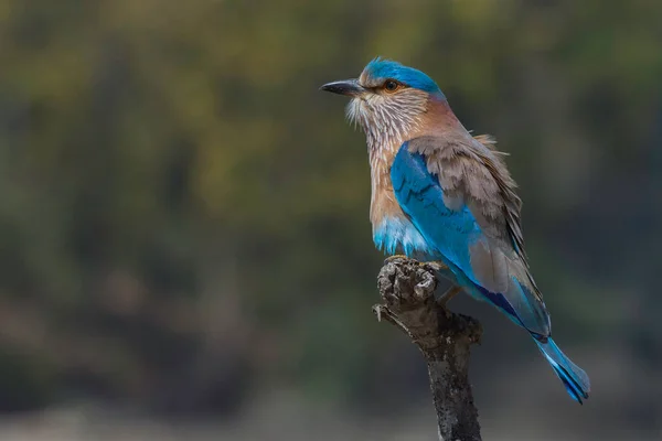 Pájaro Una Rama — Foto de Stock