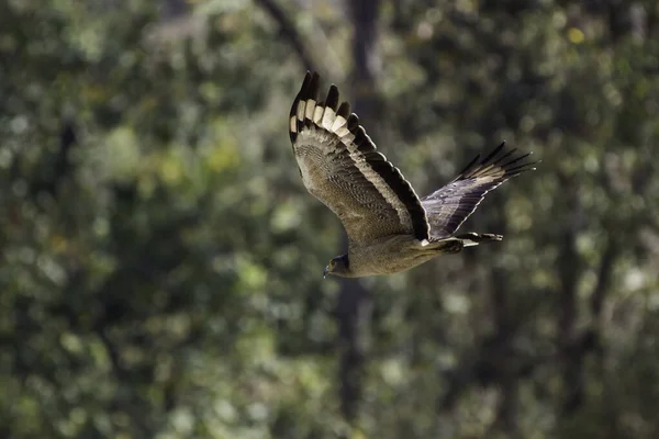 Fågel Som Flyger Skyn — Stockfoto