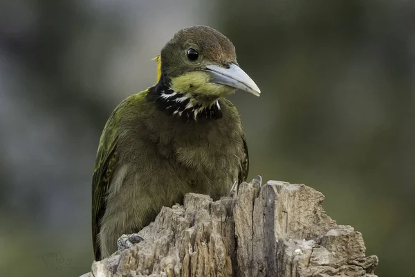 Aussichtsreiche Aussicht Auf Schöne Vögel Der Natur — Stockfoto