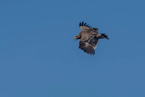 Fågel Som Flyger Skyn — Stockfoto