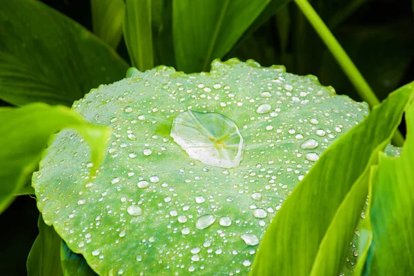 雨の中の睡蓮 — ストック写真
