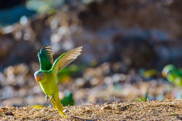 Gros Plan Bel Oiseau Dans Mer Images De Stock Libres De Droits