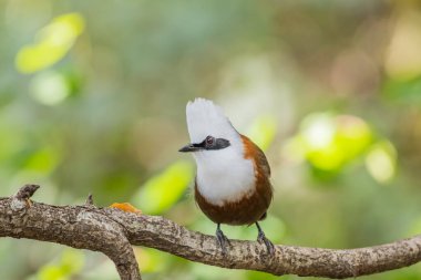 Beyaz armalı ardıç kuşu uttarakhand, Hindistan 'da