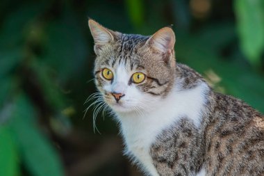 Şirin bir kedinin portresi