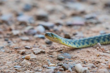 Delhi, Hindistan 'da kareli yılanın yakın görüntüsü