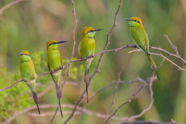 Doğadaki güzel kuşun manzarası