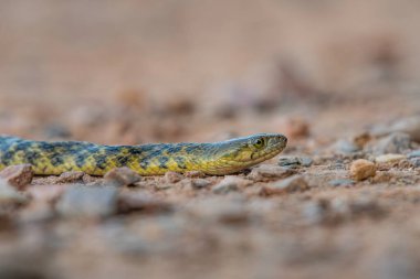 Delhi, Hindistan 'da kareli yılanın yakın görüntüsü