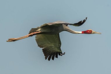 Sarus Crane mavi gökyüzünde uçuyor