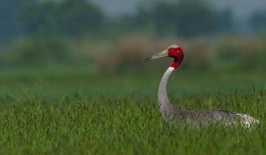 Sarus Crane, Hindistan 'da yeşil çayır üzerine