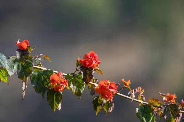 red flowers on tree branch, natural wallpaper