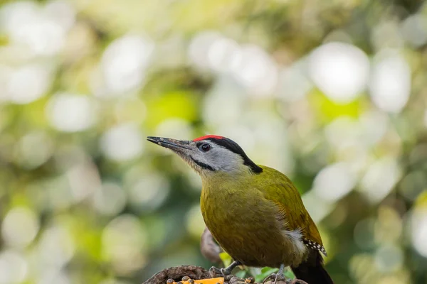 Eine Nahaufnahme Eines Schönen Vogels — Stockfoto