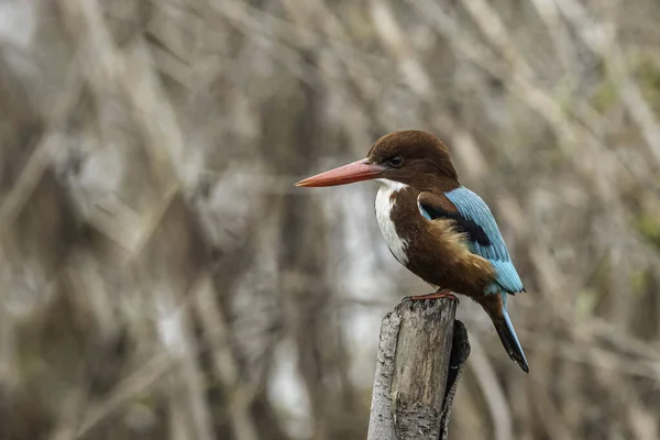 Weißkehl Eisvogel Ochal Vogelschutzgebiet Noida Indien — Stockfoto