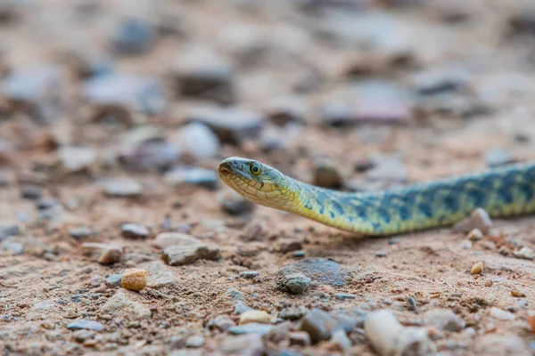 Delhi, Hindistan 'da kareli yılanın yakın görüntüsü