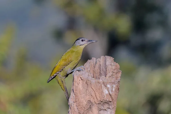 Gros Plan Bel Oiseau Sur Une Branche — Photo