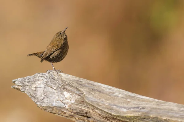 Wren Inverno Munsiyari Uttarakhand Índia — Fotografia de Stock