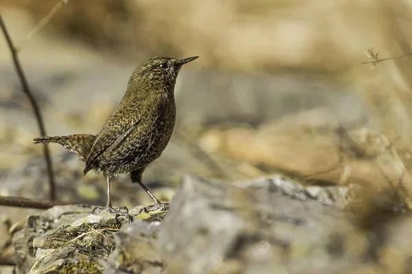 Zimowy Wren Zdjęcie Zrobione Munsiyari Uttarakhand Indie — Zdjęcie stockowe