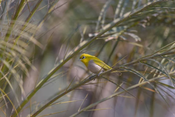 Occhio Bianco Orientale Santuario Okhala Bird Noida India — Foto Stock