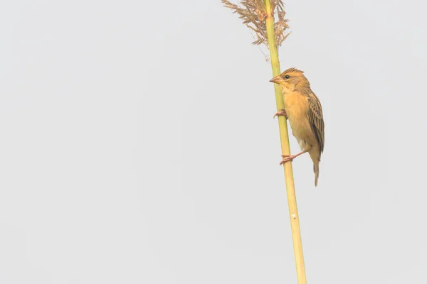 Oiseau Sur Une Branche — Photo