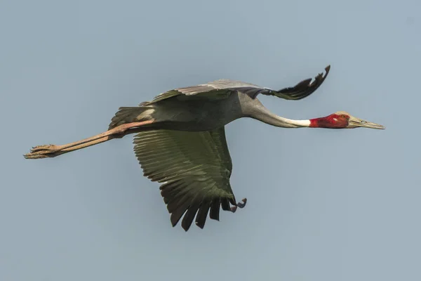 Sarus Crane Lecący Błękitnym Niebie — Zdjęcie stockowe