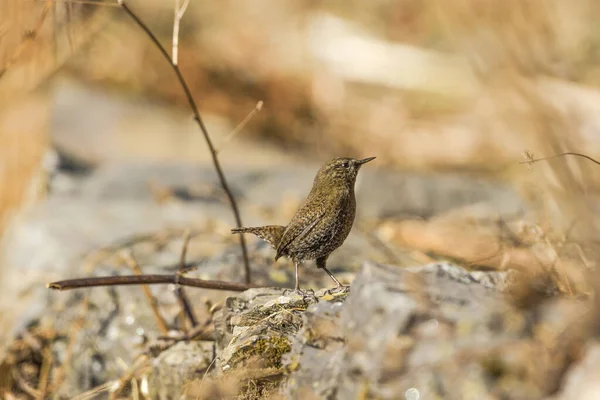 Zimowy Wren Zdjęcie Zrobione Munsiyari Uttarakhand Indie — Zdjęcie stockowe