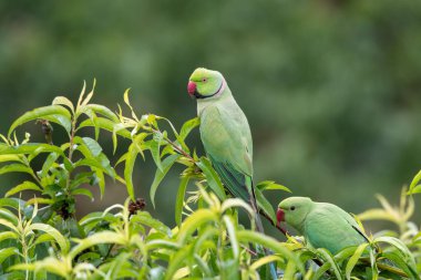 Hindistan 'da şelale kuşları 