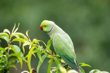 Hindistan 'da şelale kuşları 