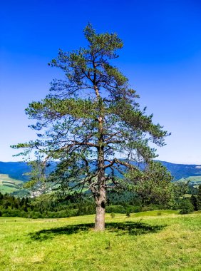 Polonya 'daki Beskidy Dağlarındaki Ağaç