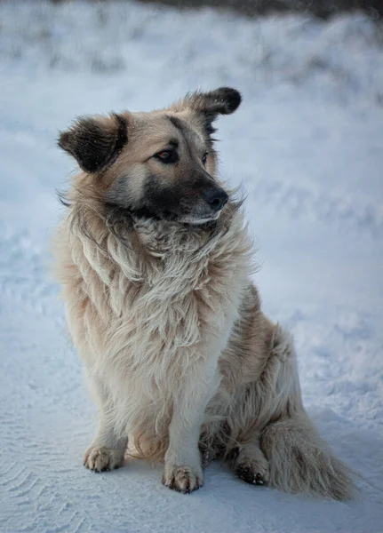 冬の朝のふわふわの白い犬 — ストック写真