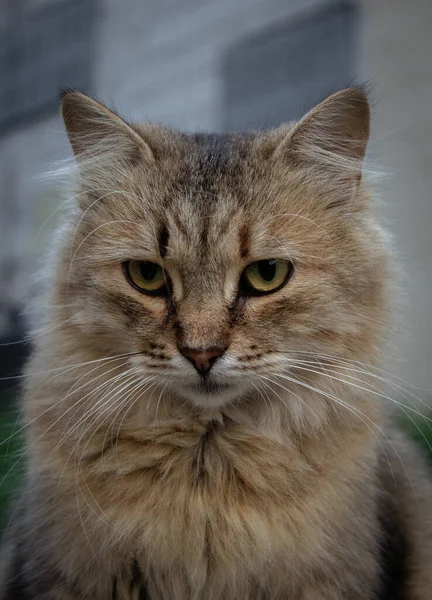 Porträt Einer Ingwerkatze Auf Der Straße — Stockfoto