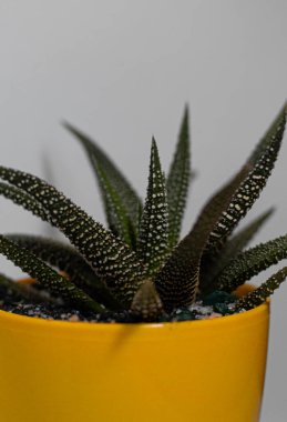 Stüdyoda iç mekan bitkileri çekmek.