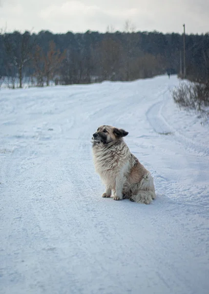 白い犬の冬の写真 — ストック写真