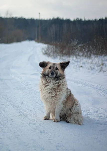 白い犬の冬の写真 — ストック写真