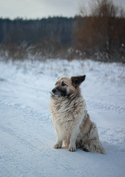 白い犬の冬の写真 — ストック写真