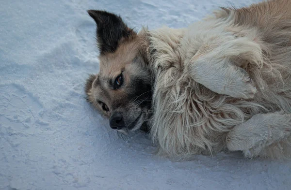 Зимняя Фотография Белой Собаки — стоковое фото