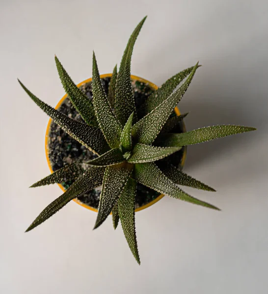 近代的なインテリアのための美しい植物 — ストック写真