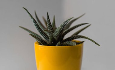 Evdeki bitkileri vurma süreci